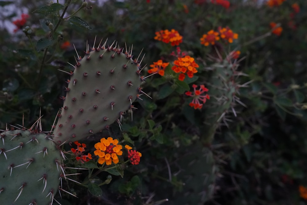 white and orange flower in bloom during daytime