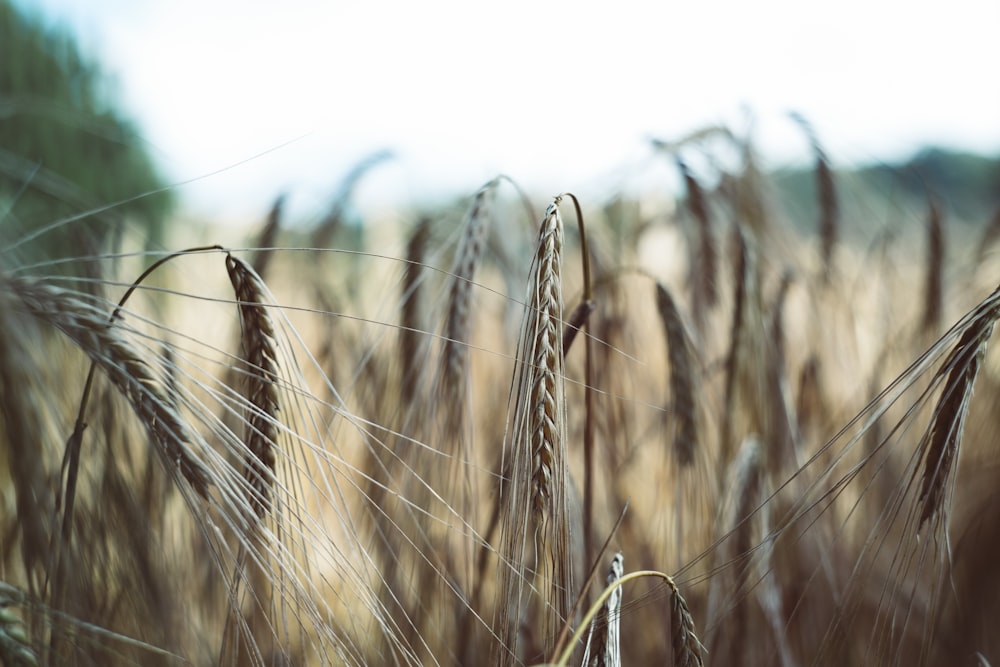 brown wheat field during daytime