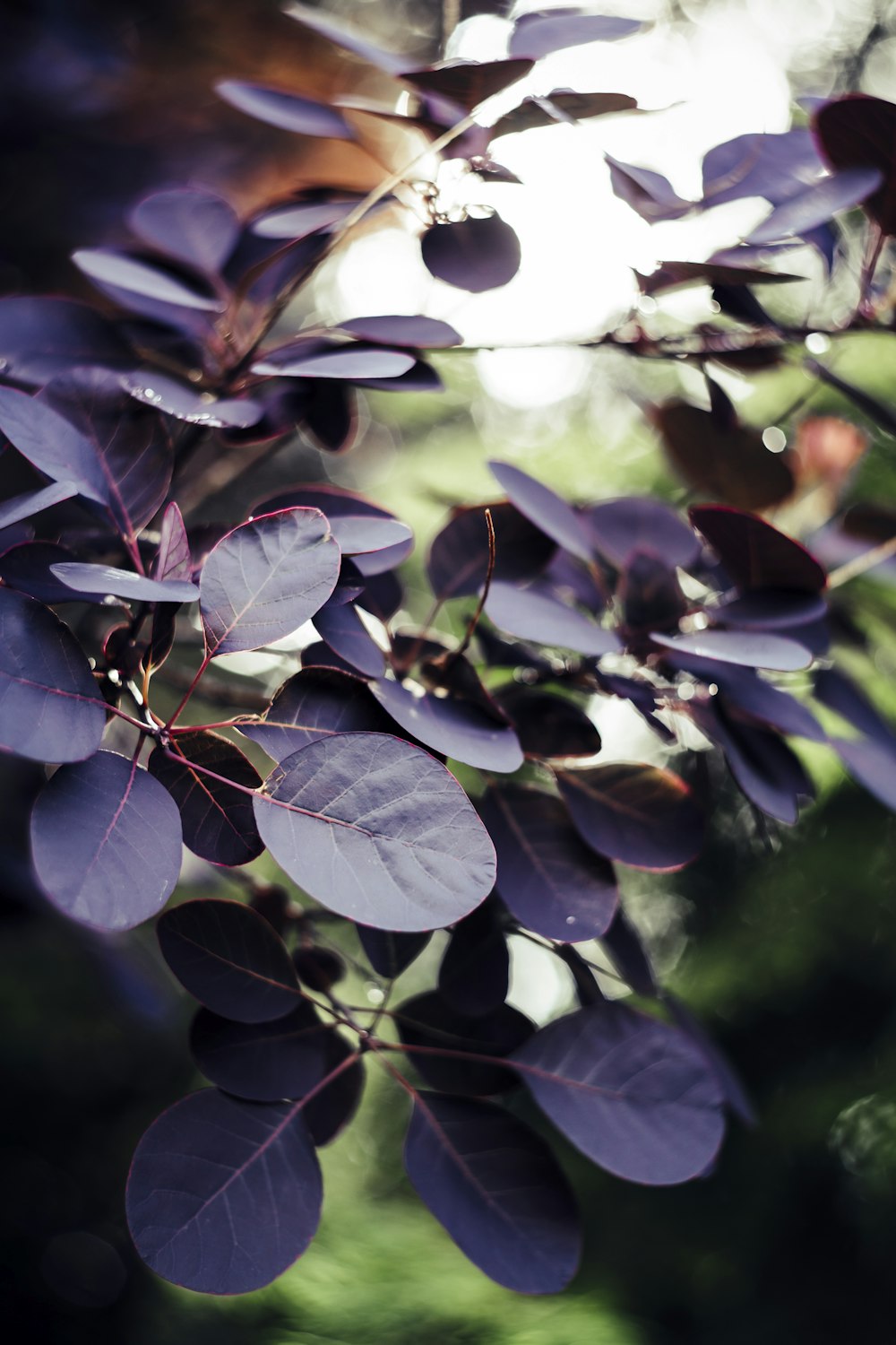 green and brown leaves in tilt shift lens