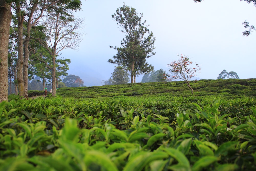 green grass field with trees