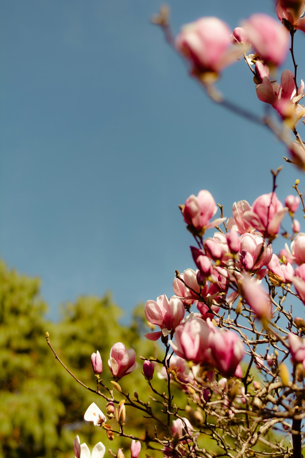 Boccioli di fiori rosa in lente tilt shift foto – Fiore Immagine gratuita  su Unsplash