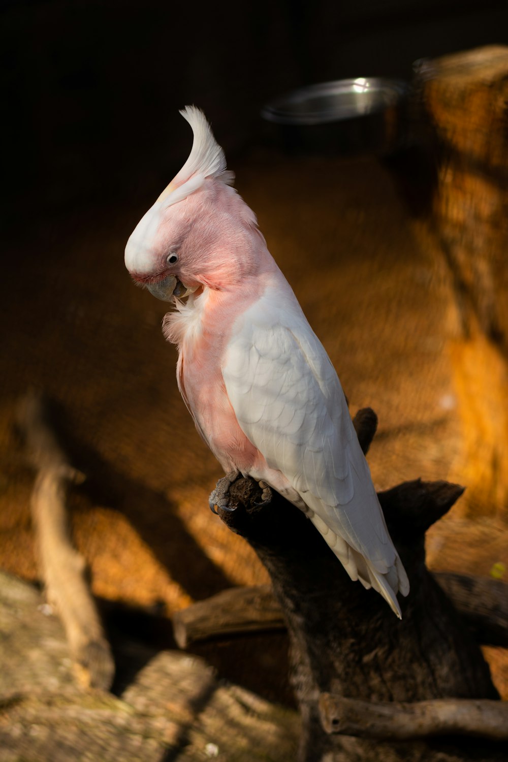 white and pink bird on brown tree branch