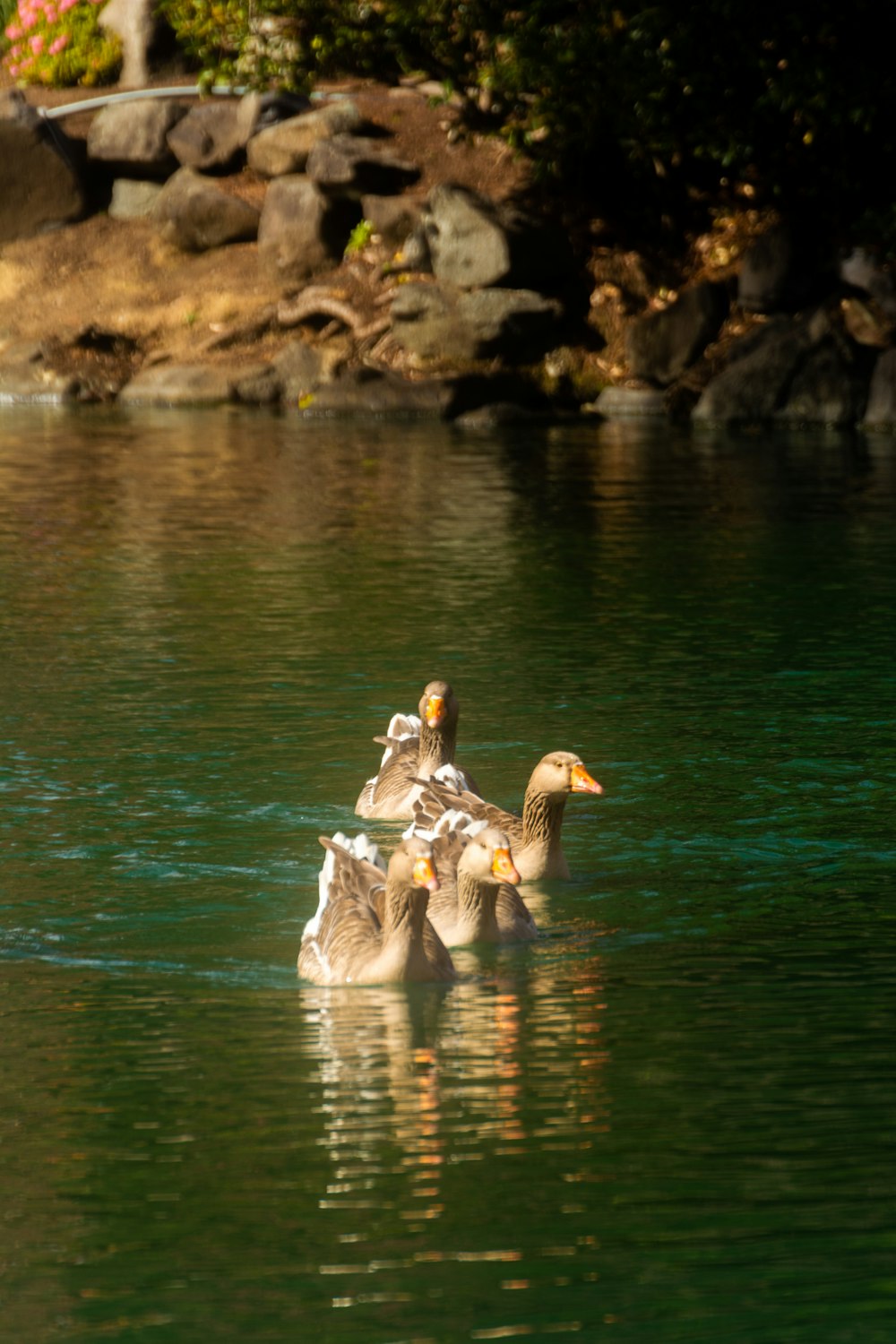 white swan on body of water during daytime