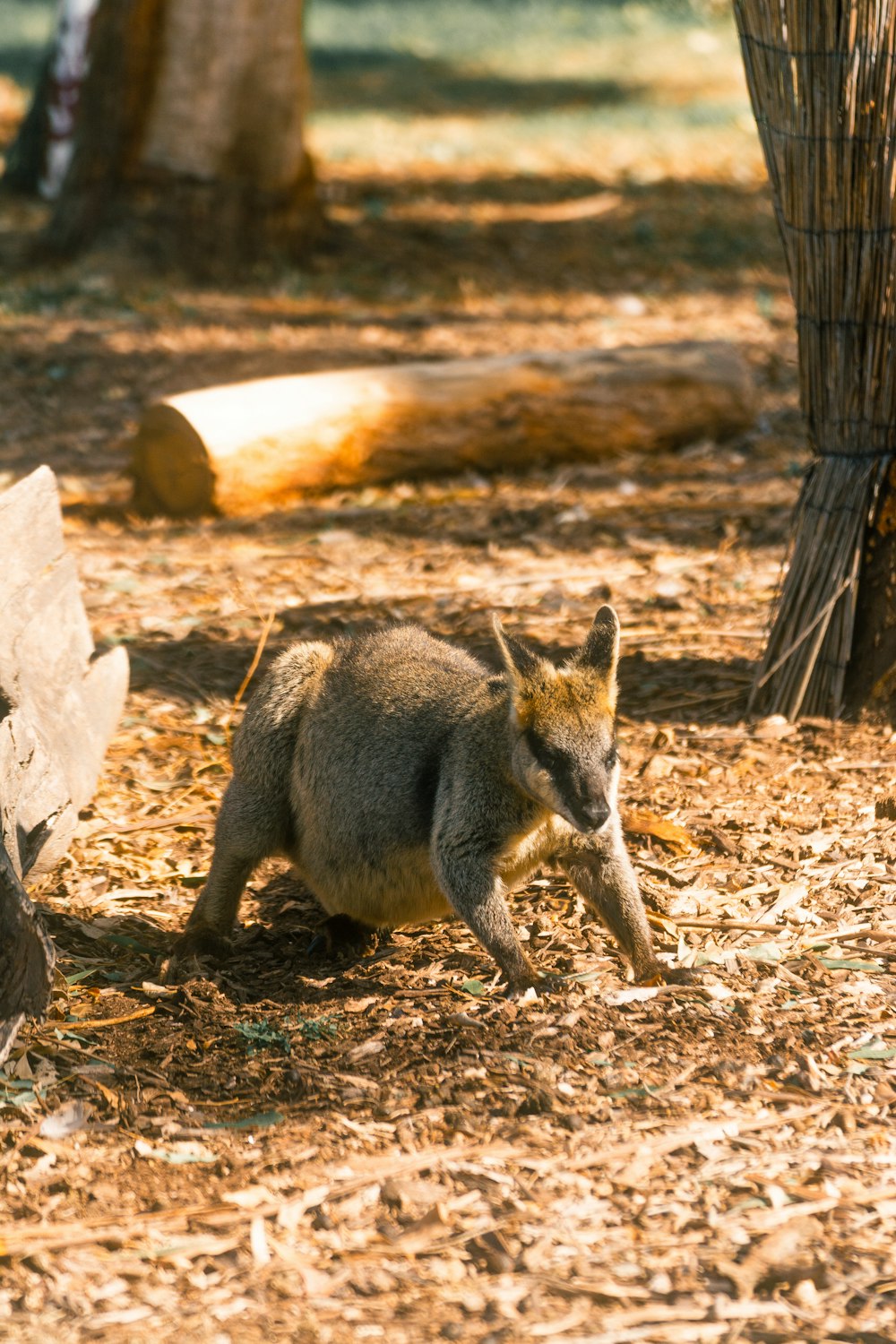 brown and white fox on brown ground during daytime