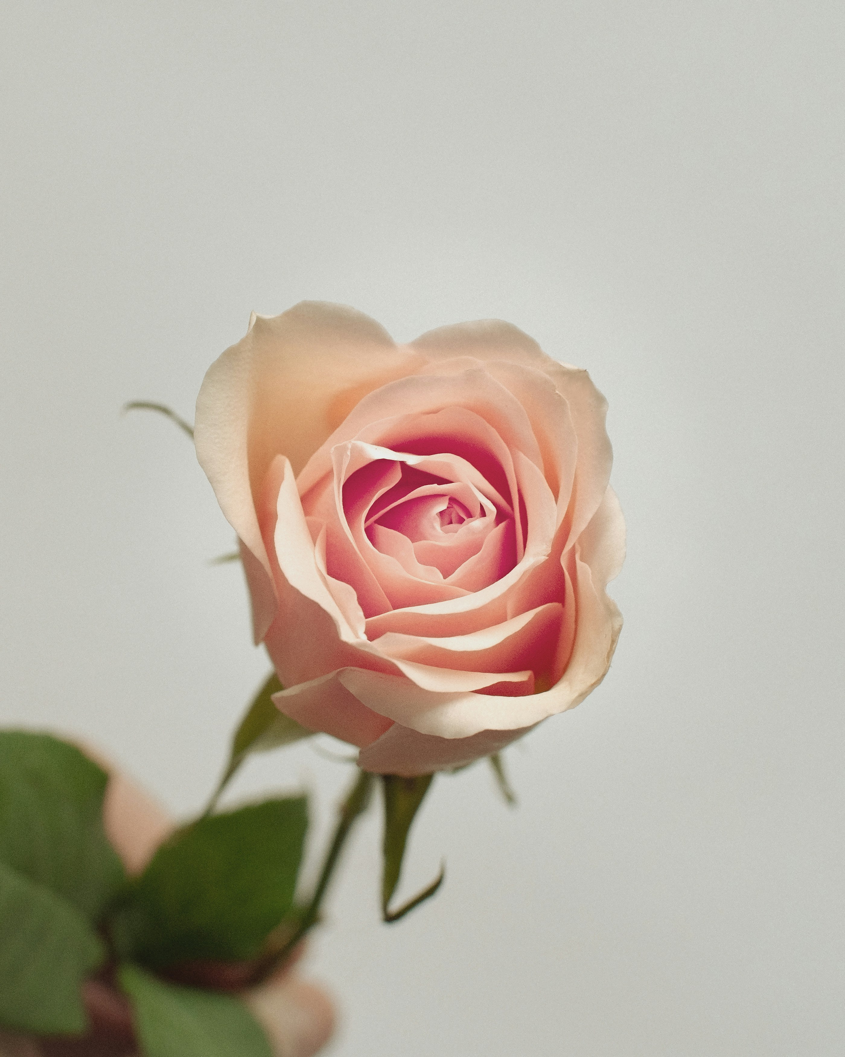 Single Rose Pictures Download Free Images on Unsplash