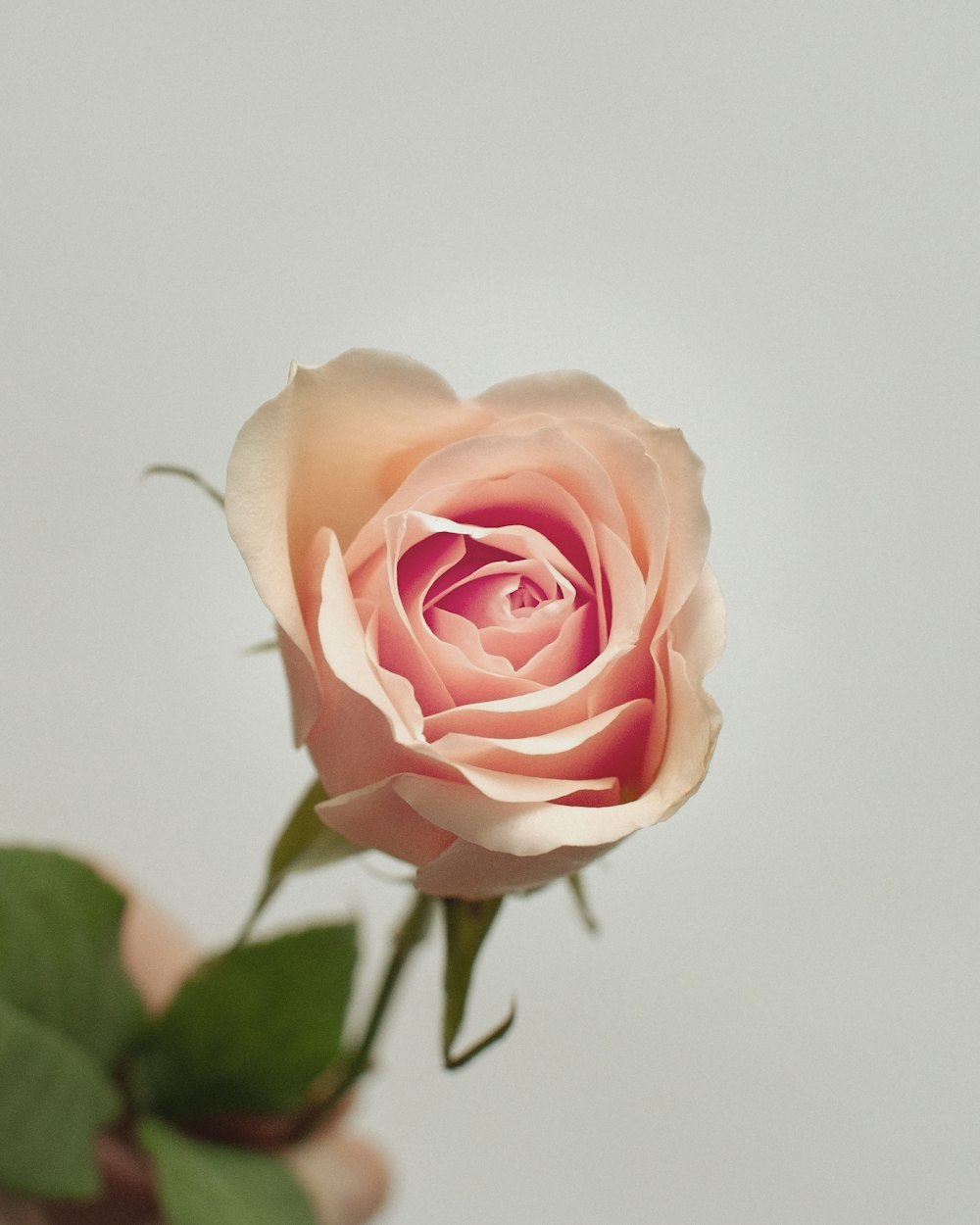 pink rose in bloom close up photo