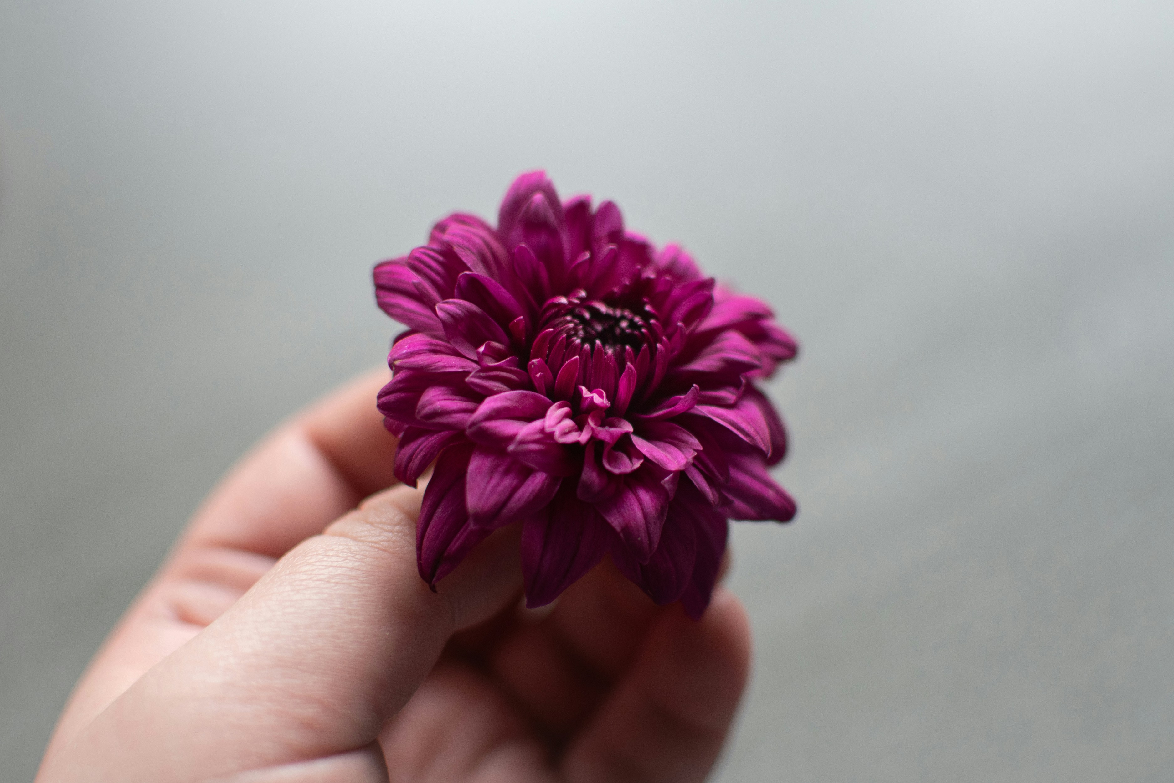 person holding pink flower in close up photography