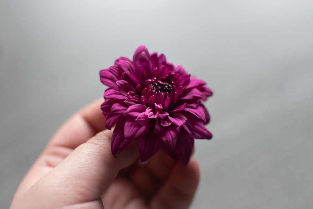 person holding pink flower in close up photography