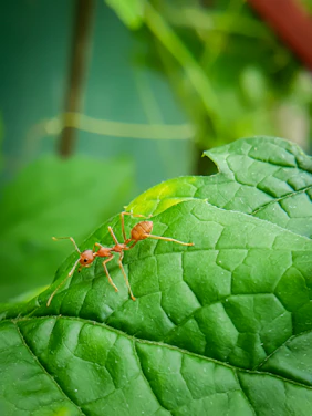 A close-up shot of a red ant carrying a leaf fragment across a bright green background.