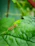 Close-up of a red ant carrying a leaf against a bright green background.