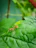 Close-up of a red ant carrying a leaf against a bright green background.