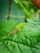 Close-up of a bright red ant crawling on a green leaf with a colorful blurred background.