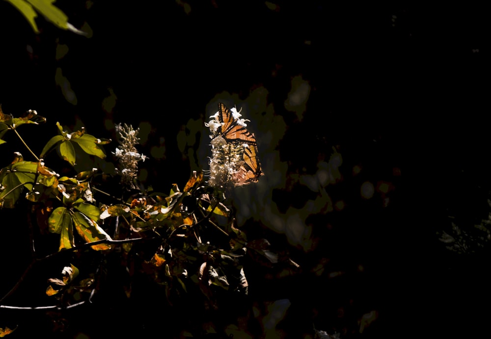 brown and white butterfly on green plant