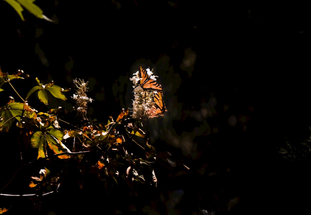 brown and white butterfly on green plant