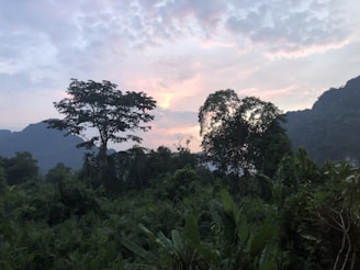 A lush, green jungle landscape with large trees silhouetted against a dawn or dusk sky. The sky features a gradient of colors, ranging from pinks and oranges to blues, as clouds scatter light across the horizon.