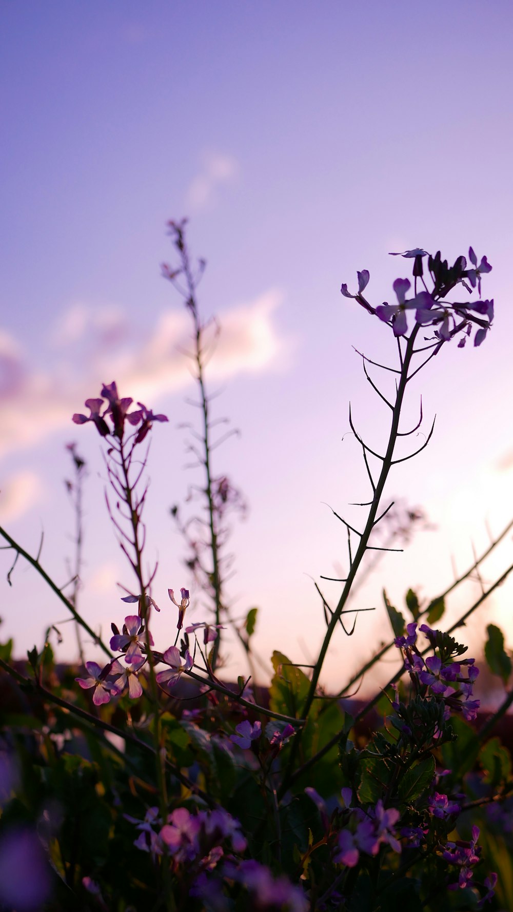 purple flowers under blue sky during daytime