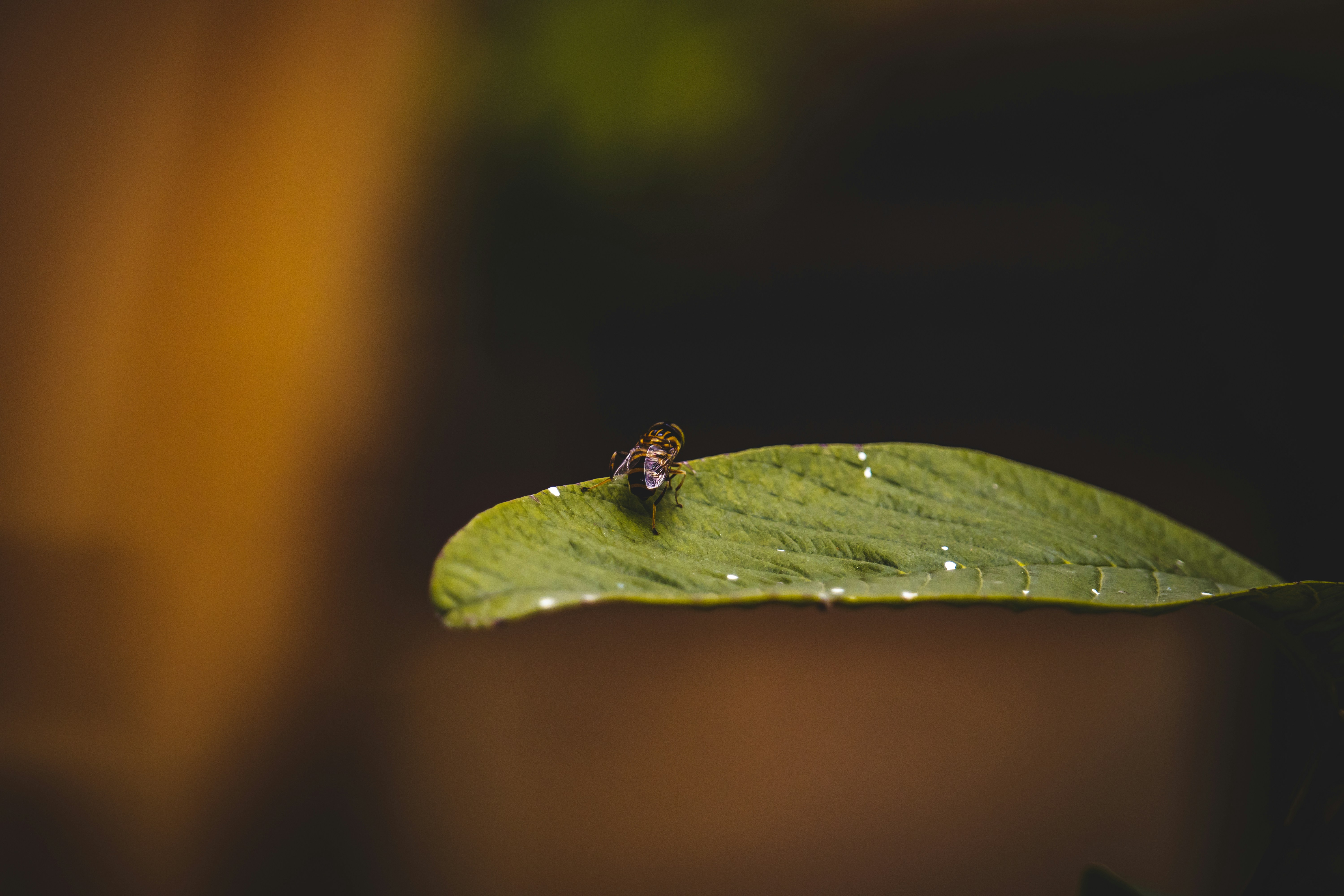 Photo by lazycrazyphotographer