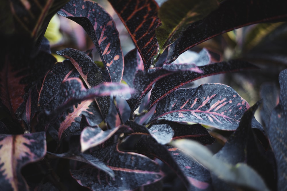 plante à feuilles vertes et violettes