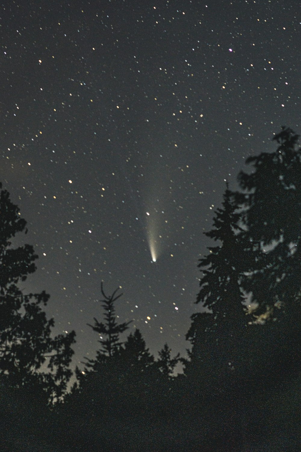 silhouette of trees under starry night