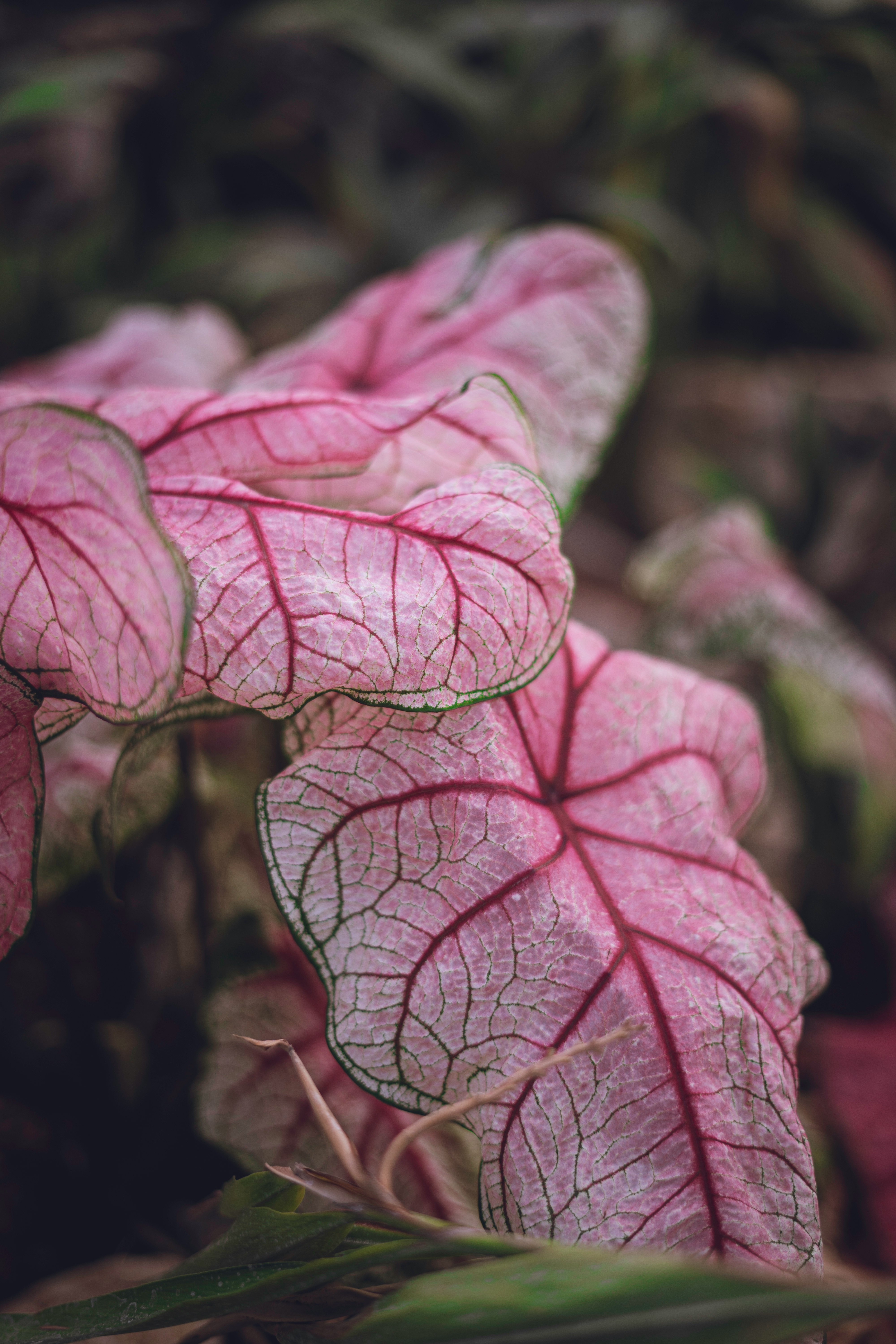 pink and white leaf plant