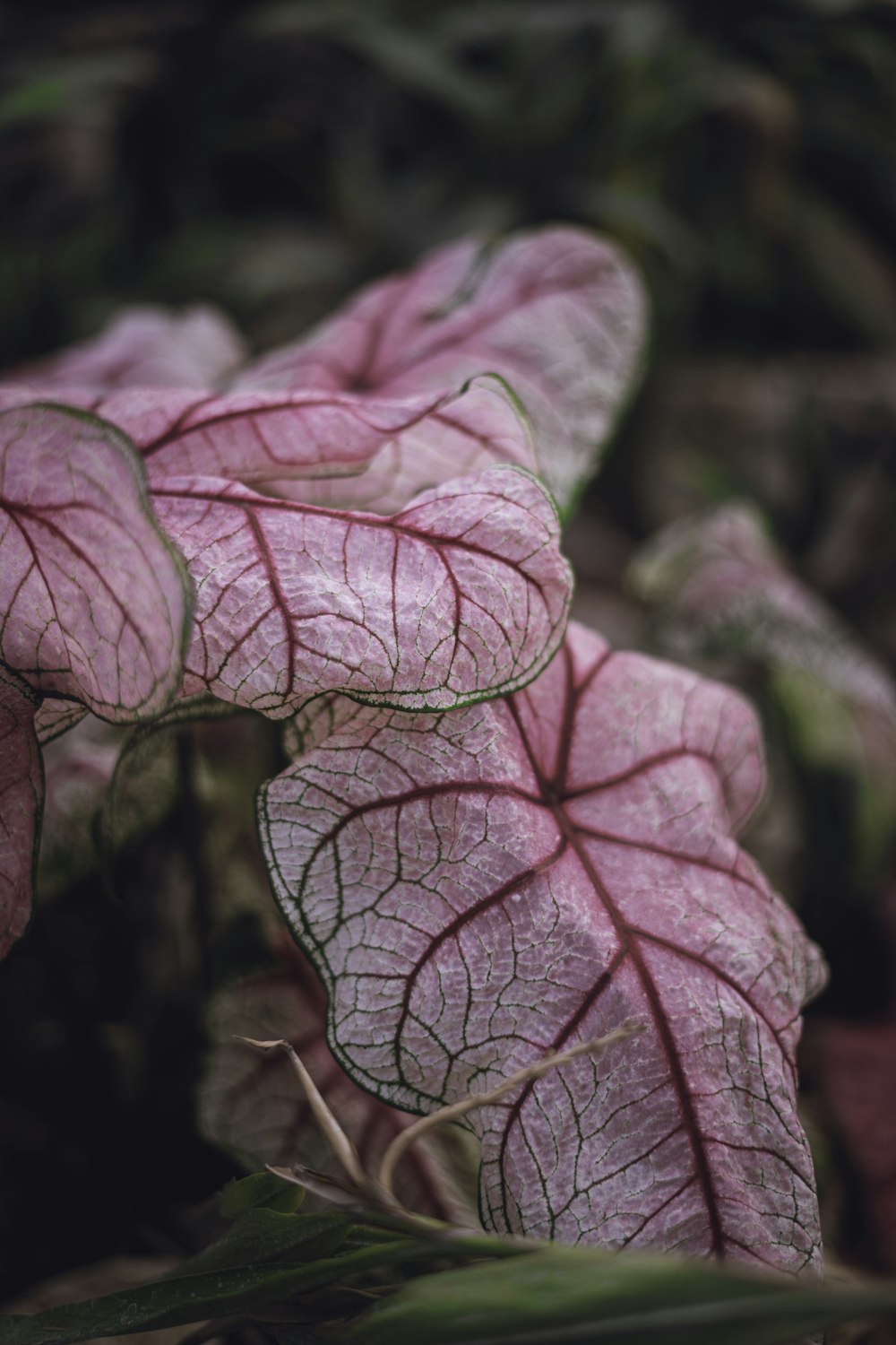 pink and white leaf plant