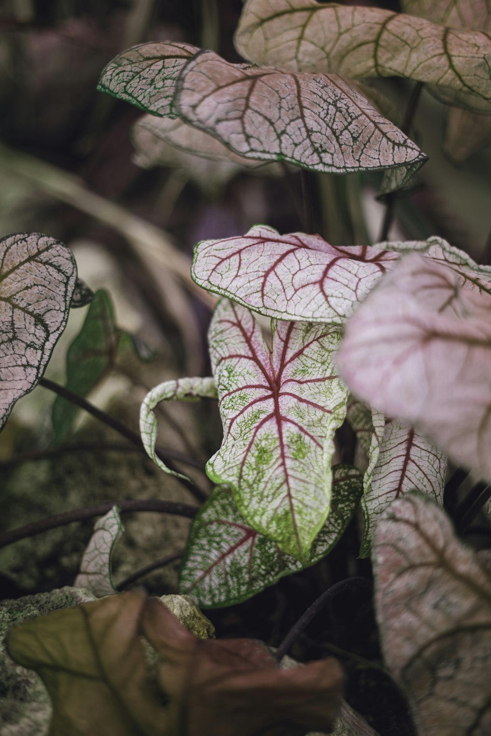 pink flower with green leaves