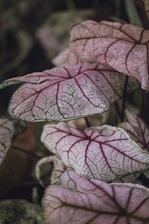 pink and green leaf plant