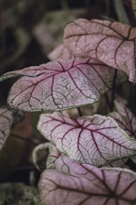 pink and green leaf plant
