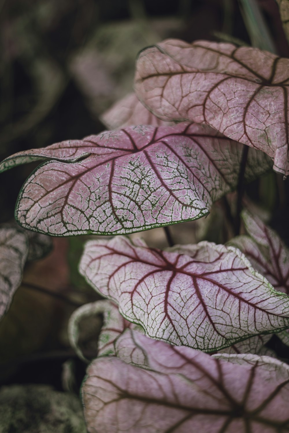 분홍색과 녹색 잎 식물