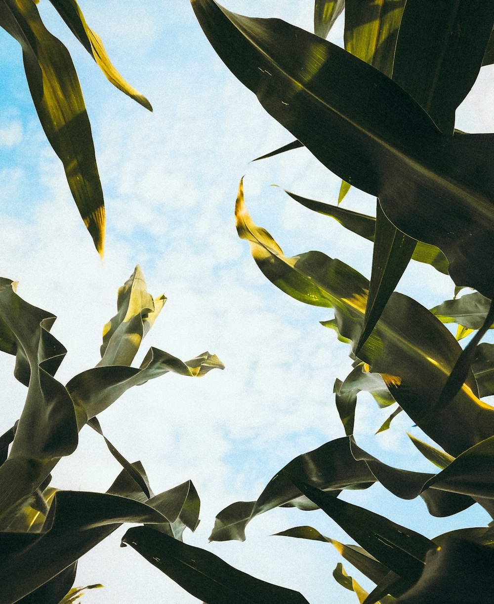 yellow and green leaves under blue sky during daytime