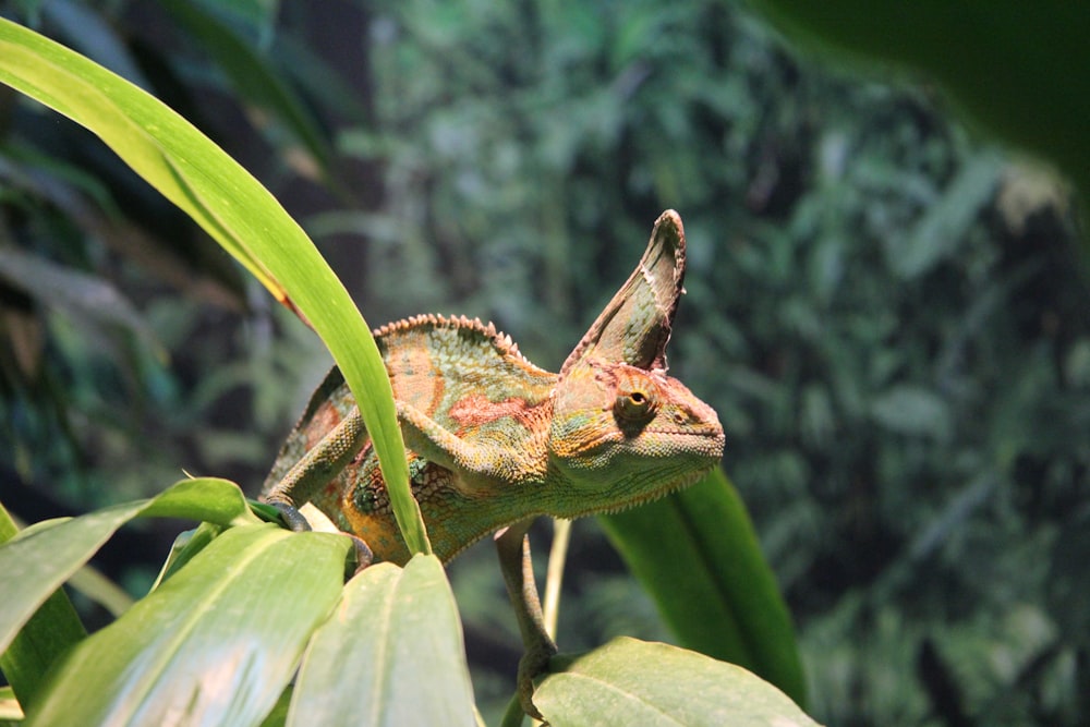 green and brown chameleon on green plant