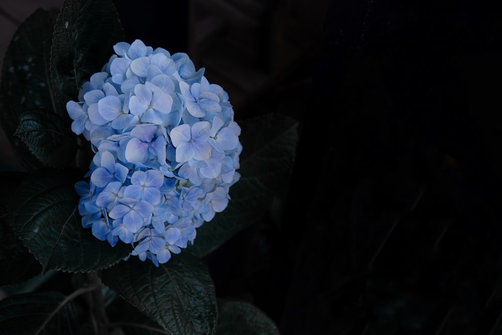 blue hydrangeas in bloom close up photo