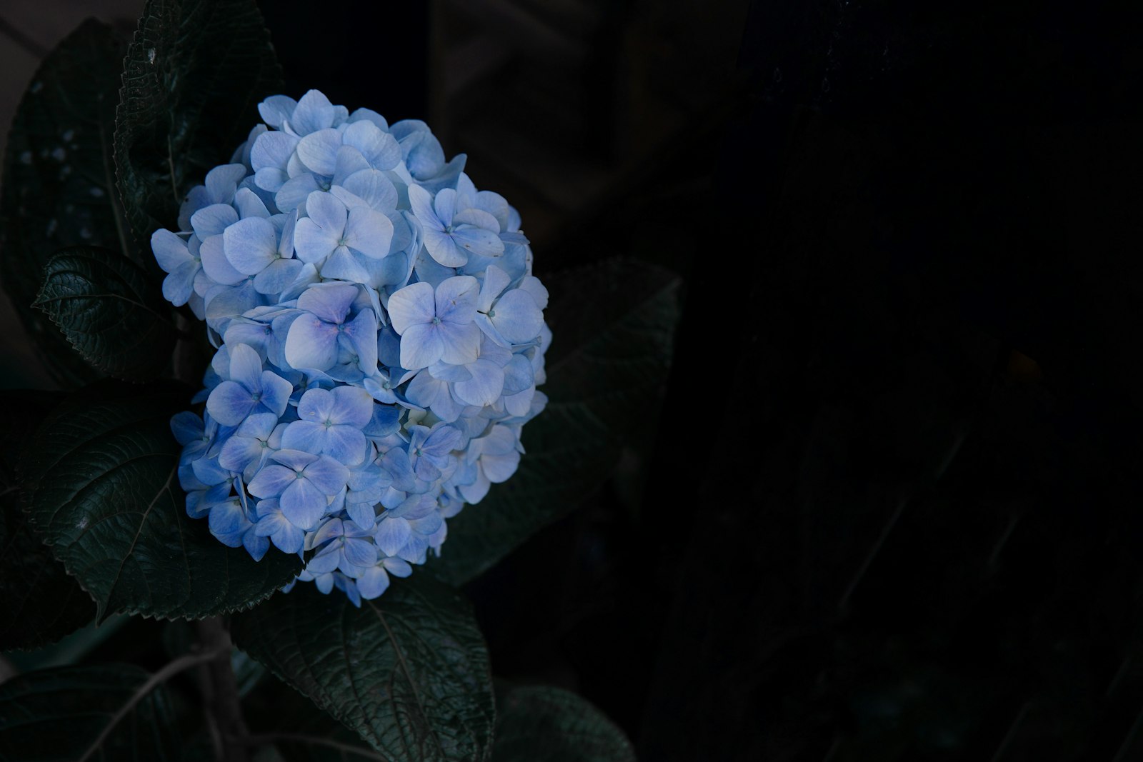 Sony a6000 + Sigma 30mm F1.4 DC DN | C sample photo. Blue hydrangeas in bloom photography