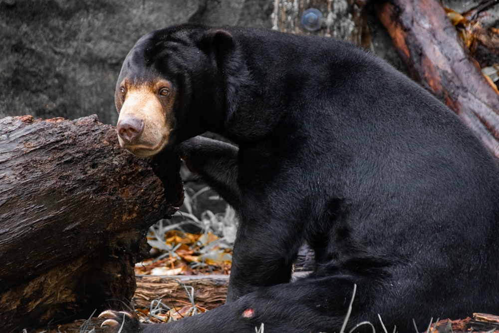 black bear on brown tree trunk