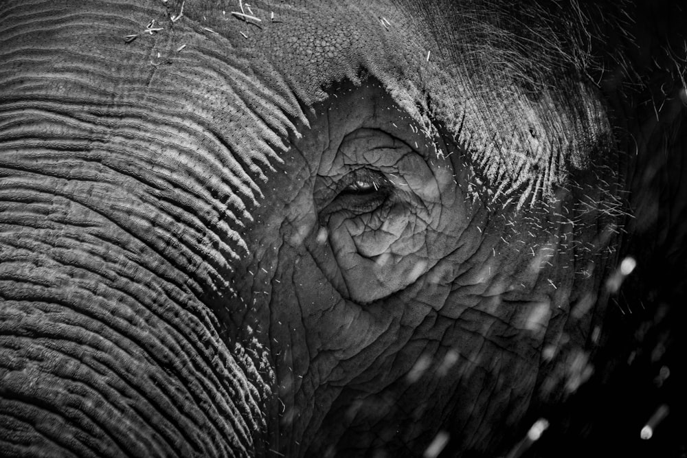 close up photo of elephants eye