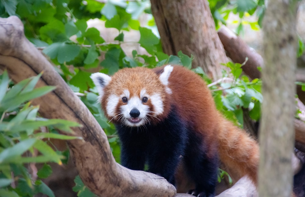 red panda on tree branch during daytime