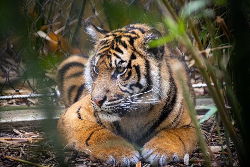 tiger lying on green grass during daytime