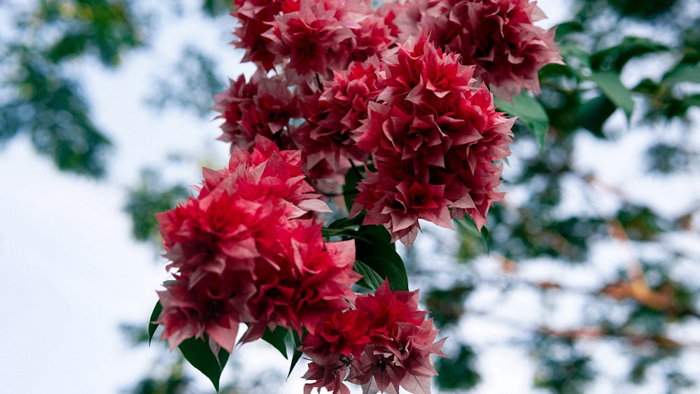 red flowers in tilt shift lens