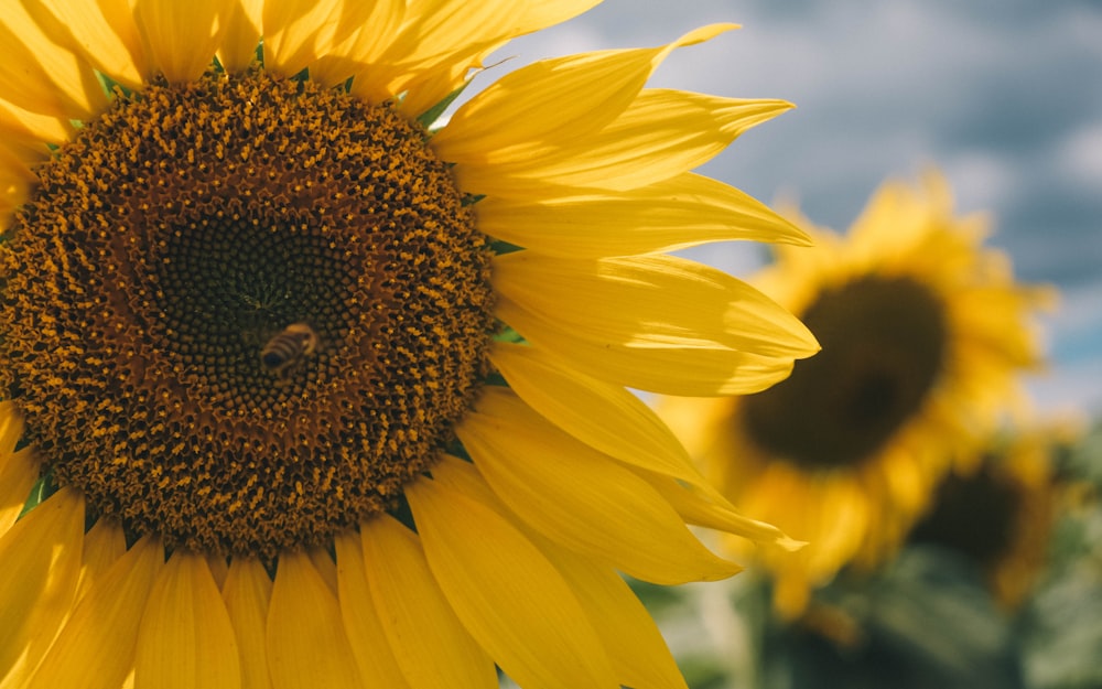 yellow sunflower in close up photography during daytime