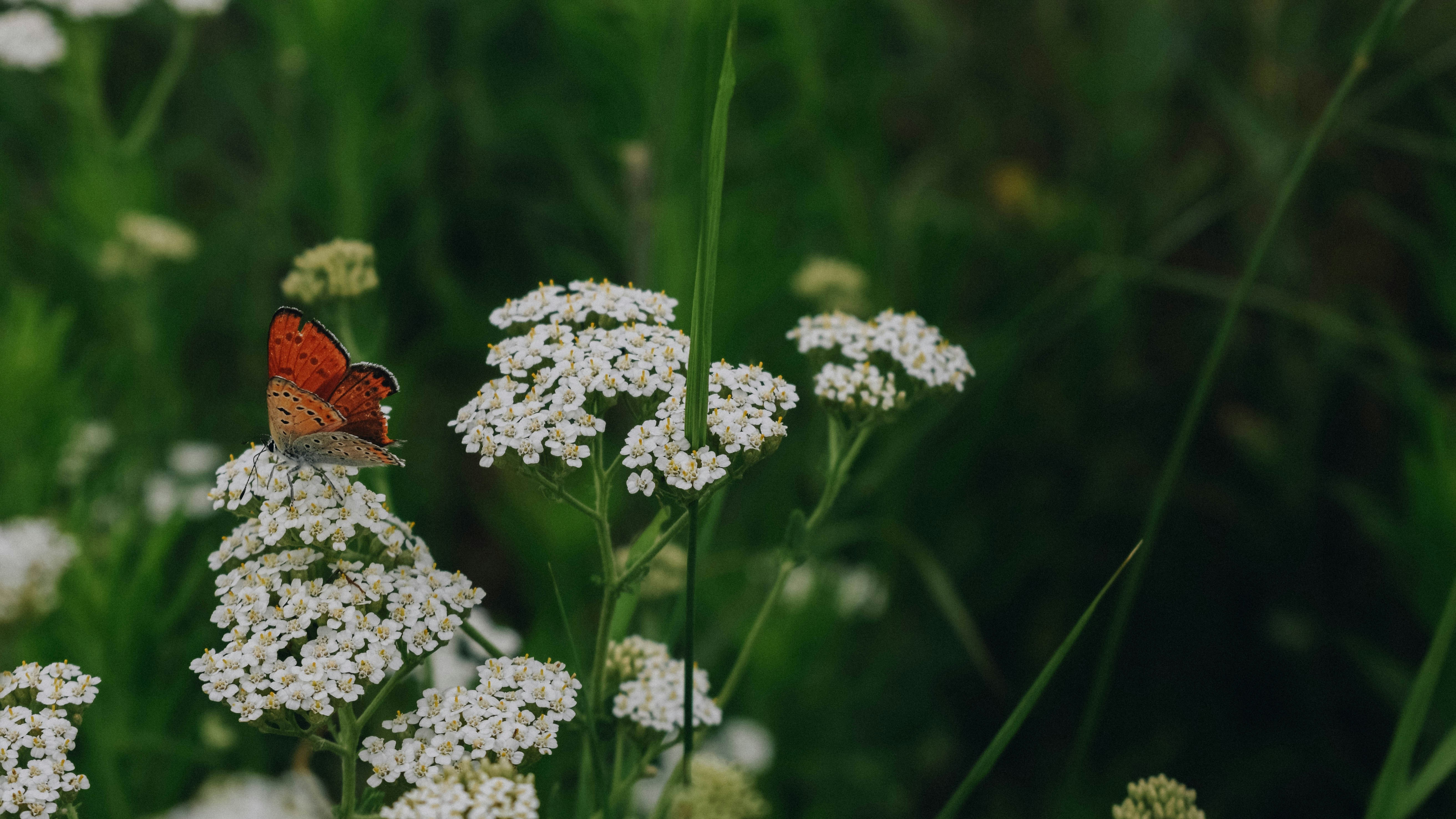 Photo by gabor_veres