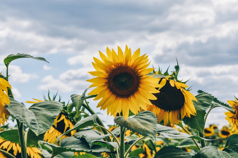 sunflower under white clouds and blue sky during daytime