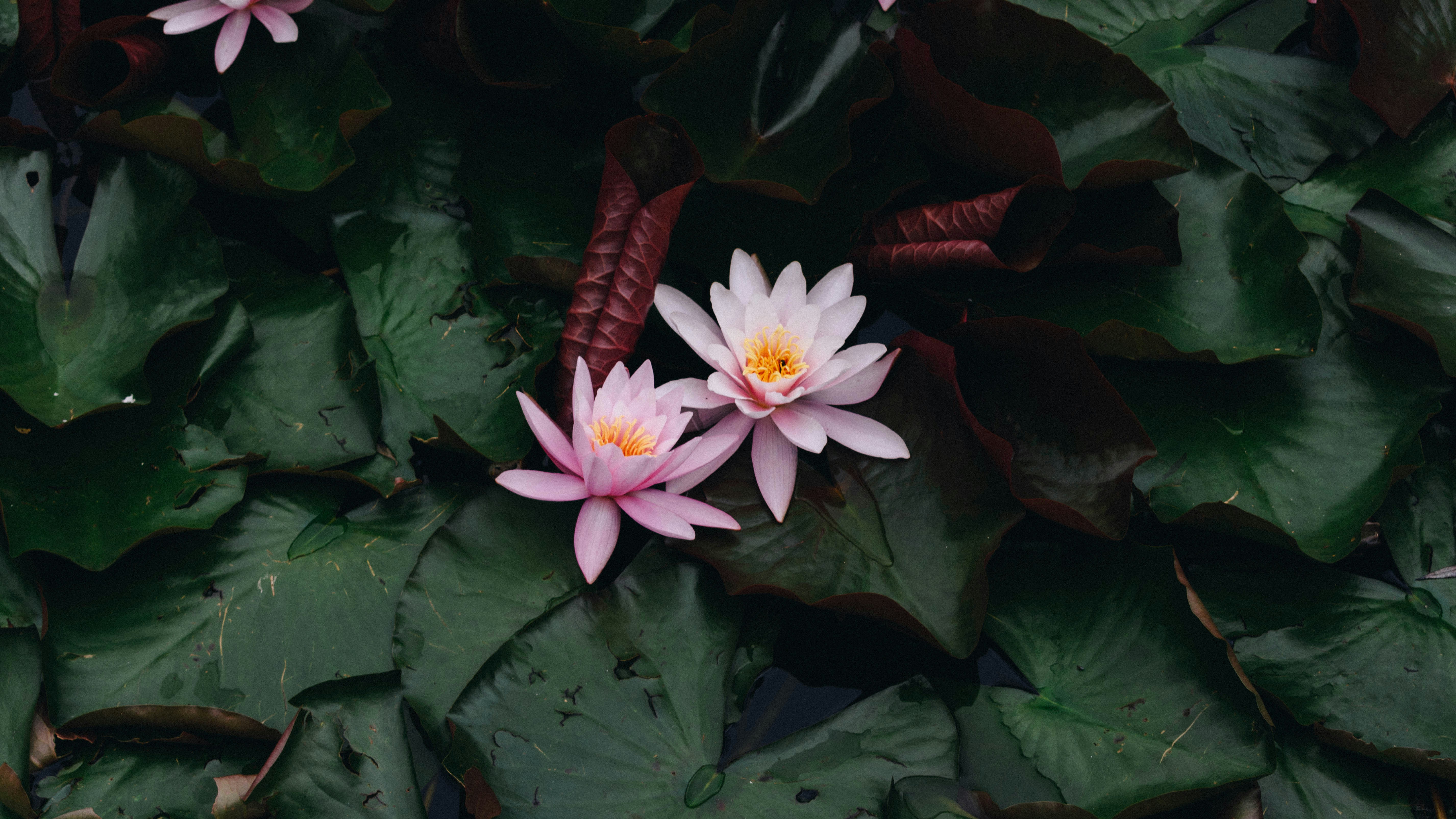 Photo by gabor_veres