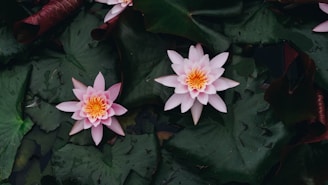 Two pink water lilies with bright yellow centers float gracefully on dark green lily pads.
