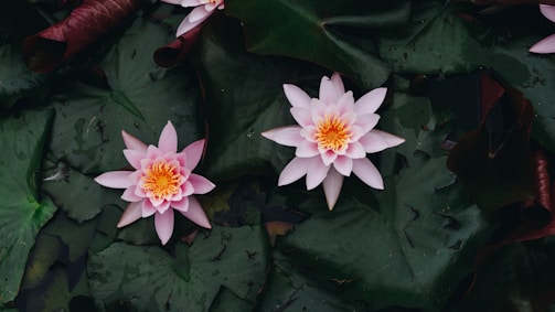 Two pink water lilies with bright yellow centers float gracefully on dark green lily pads.