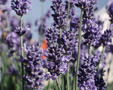 purple and white flowers in tilt shift lens