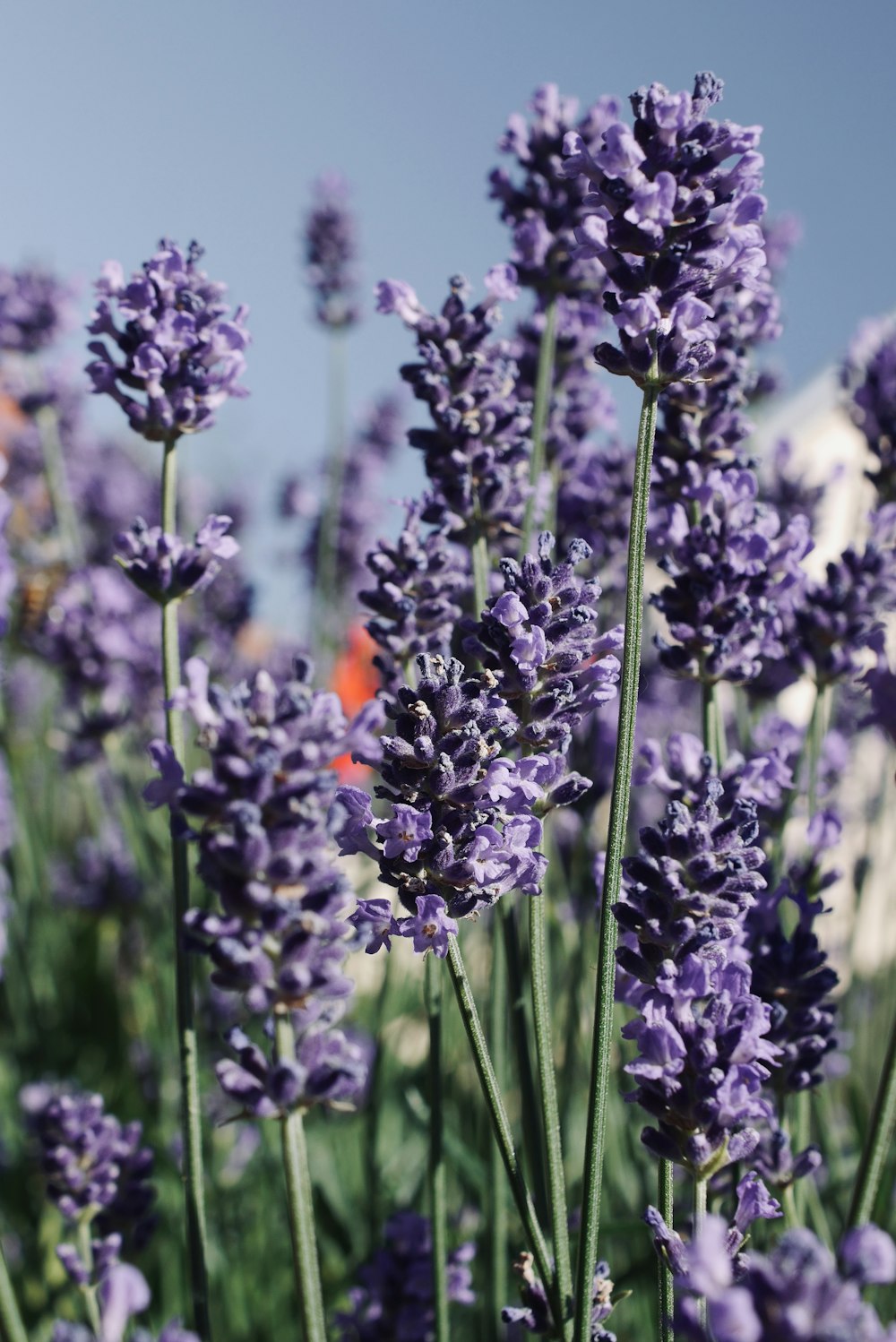 purple and white flowers in tilt shift lens