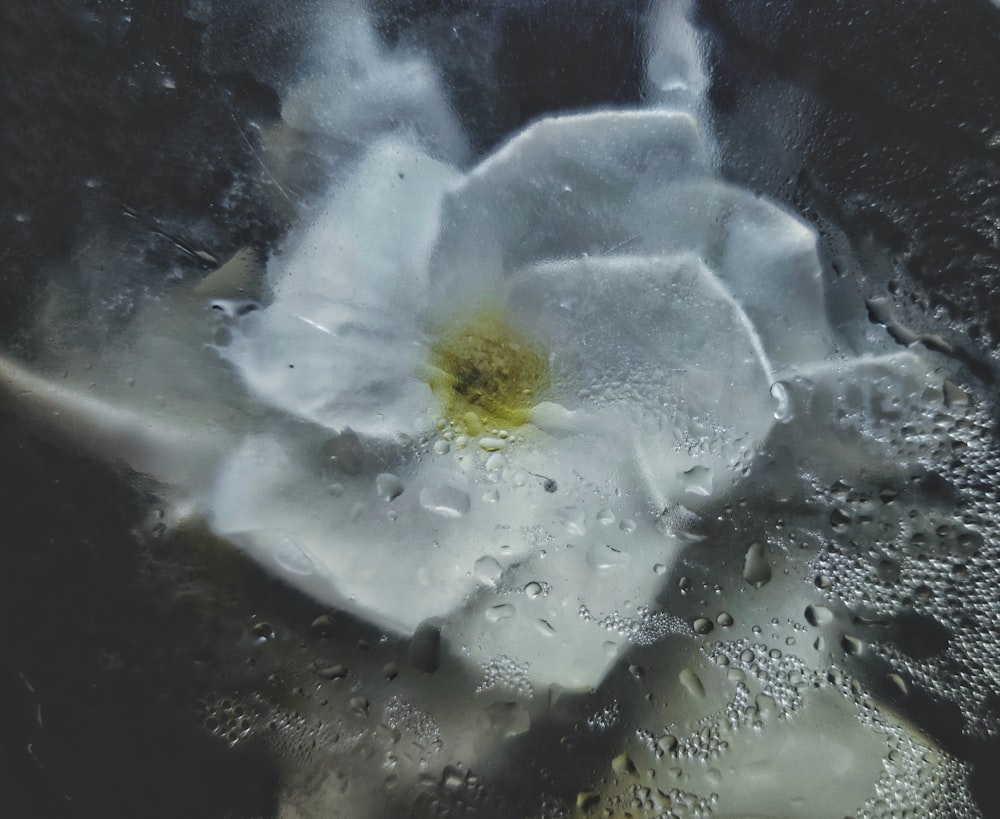 white flower with water droplets