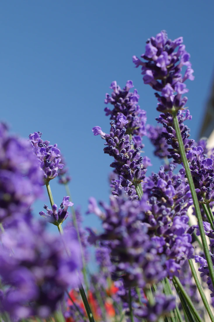 Bulgarian lavender in full bloom
