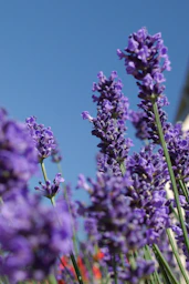 purple flower in macro shot