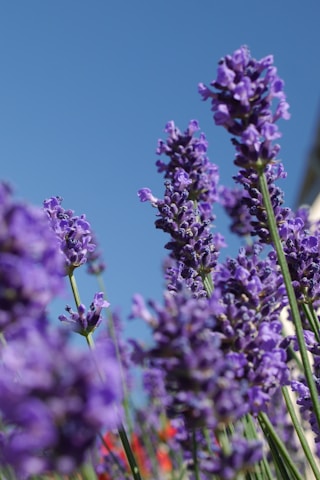 purple flower in macro shot